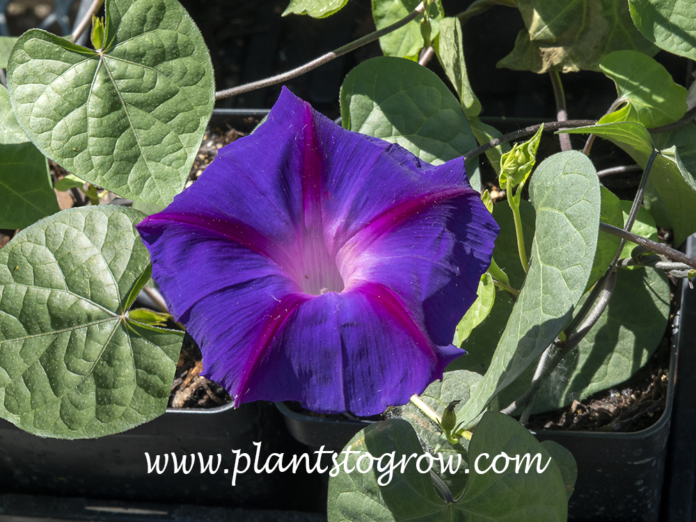 Grandpa Ott Morning Glory (Ipomoea) is an heirloom Morning Glory with intense violet-blue flowers having a pinkish throat and veining,
